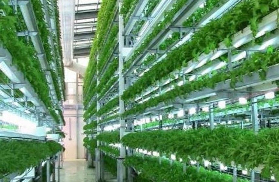 Теплица 1000 м² / клубника овощи зелень 
