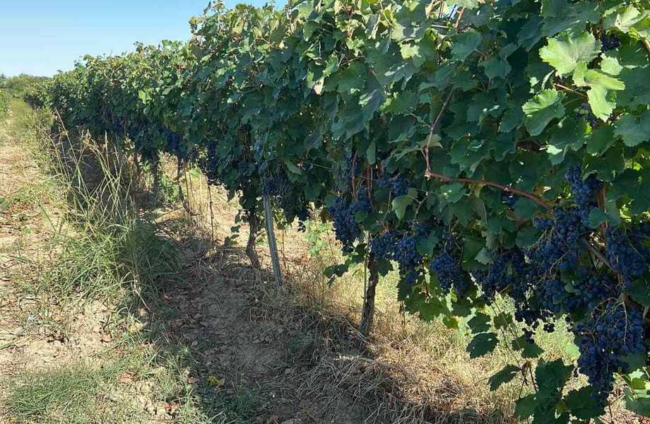 Винодельня на 64 гектарах