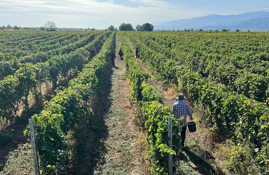 Винодельня на 64 гектарах