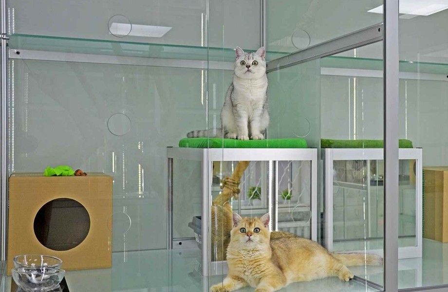 Отель для кошек с груминг кабинетом / работает 3 года