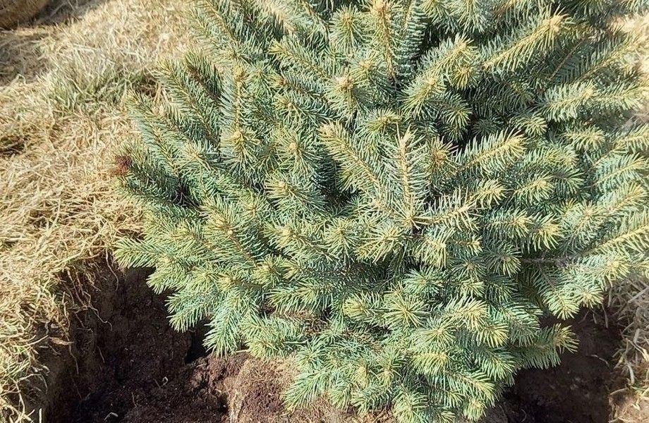 Фото 3 Магазин-питомник саженцев деревьев и кустарников