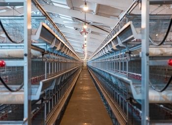 Фото Птицефабрика с земельным участком в собственности