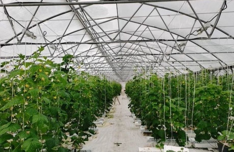 Фото 1 Тепличный агрокомплекс / С базой сбыта продукции