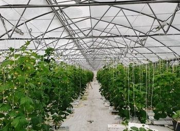 Фото Тепличный агрокомплекс / С базой сбыта продукции