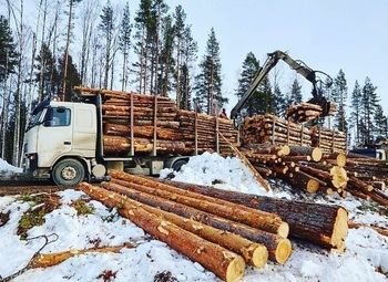Готовый бизнес по лесозаготовке, с арендой на 49 лет