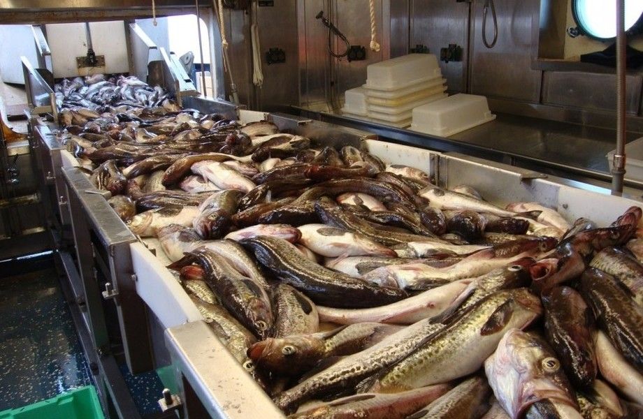 Рыбный цех/пищевое производство/Балашиха