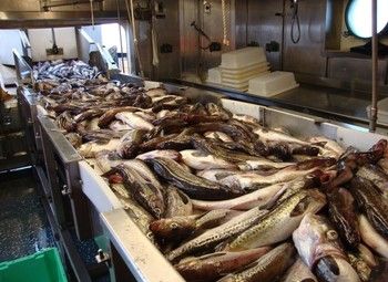 Рыбный цех/пищевое производство/Балашиха