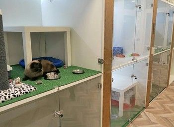 Фото 3 Зоогостиница с большой базой клиентов.10 лет на рынке Санкт-Петербурга