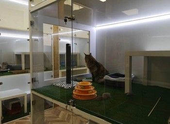 Фото 2 Зоогостиница с большой базой клиентов.10 лет на рынке Санкт-Петербурга