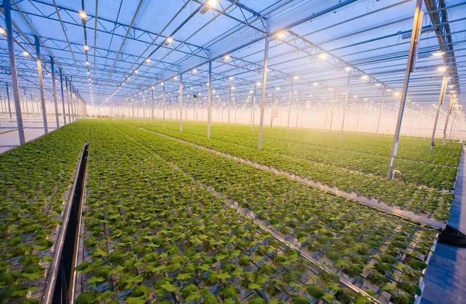 Фото 3 Ферма по выращиванию зелени с базой покупателей