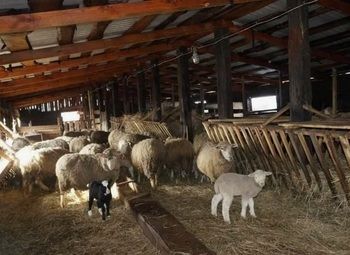 Фото 2 Животноводческая ферма со зданием в собственность