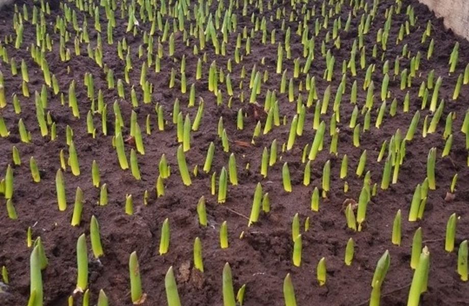 Фото 3 Выращивание тюльпанов