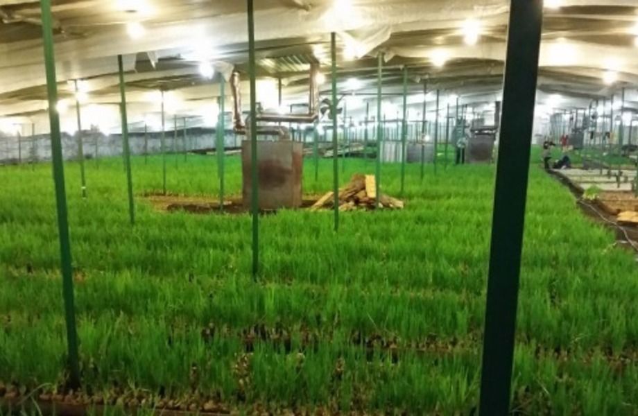 высокодоходная теплица для выращивания зеленого лука