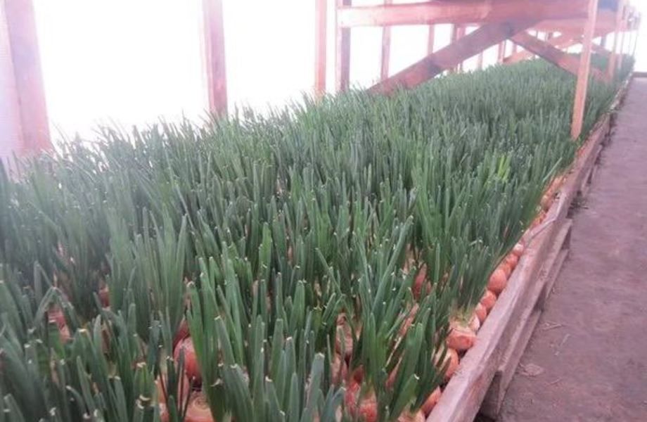 Высокодоходная теплица для выращивания зеленого лука