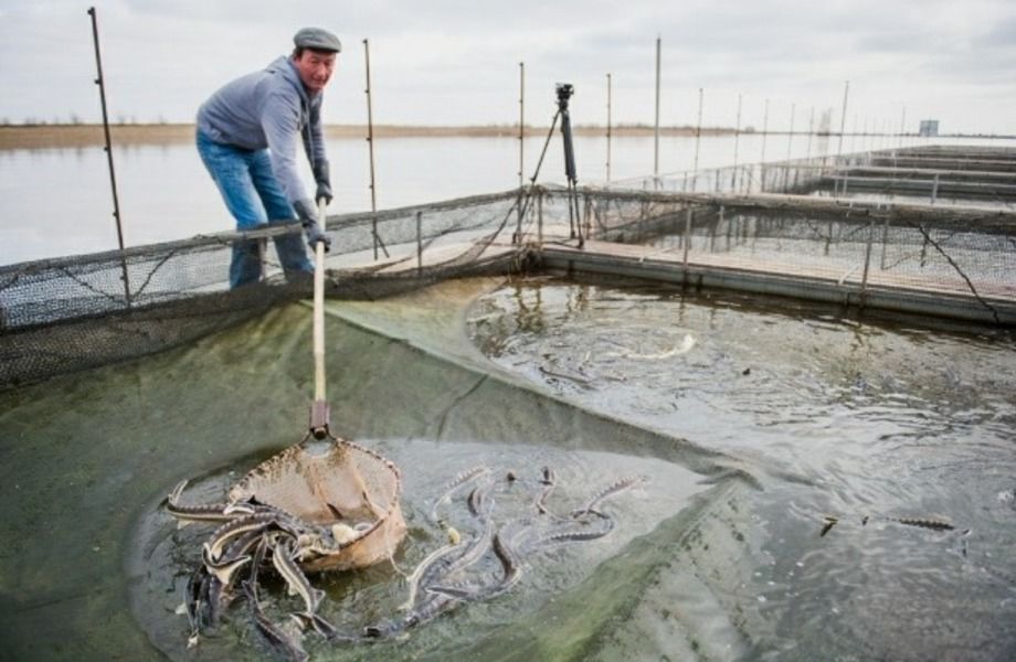 Рыбоводческое хозяйство в Калининградской области