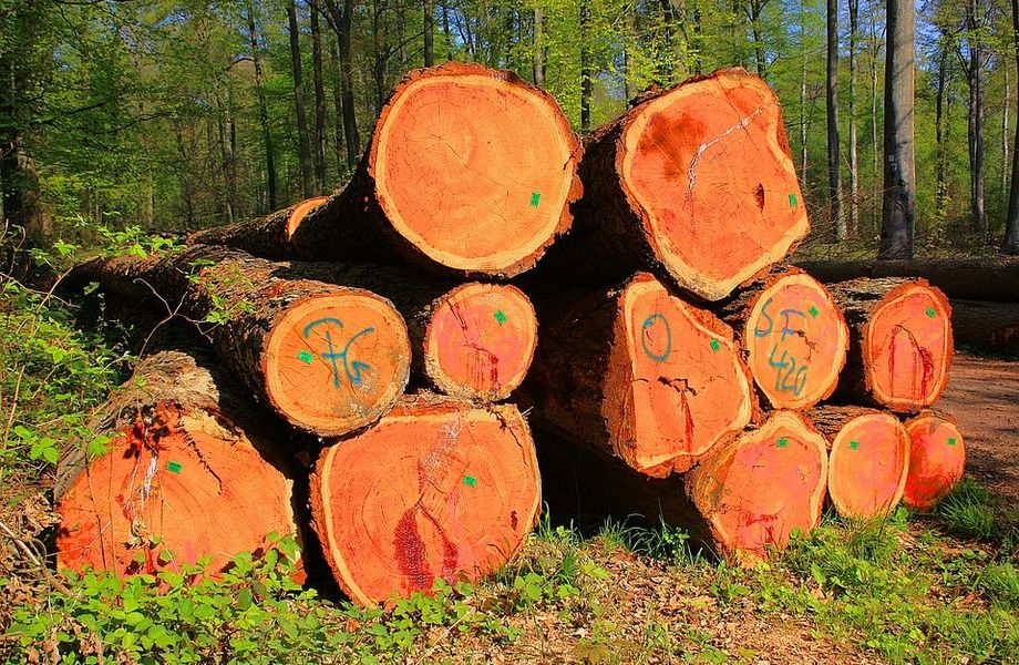 Деревообрабатывающее производство в Киришском районе.