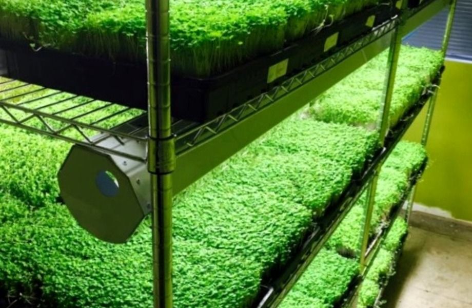 Производство микрозелени с большим потенциалом роста
