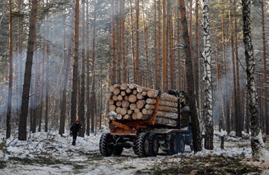 Лесозаготовка в Ленинградской области на участке в собственность