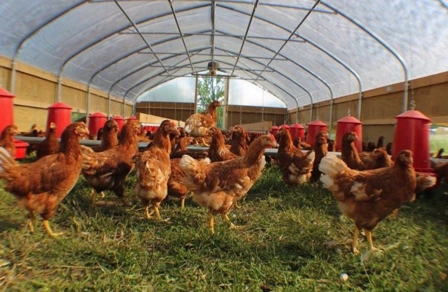 Ферма с продажей собственности (курица, кролики, овощи)