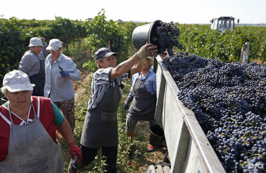 Виноградник 50 га. Бизнес по выращиванию винного винограда под ключ в СПб |  Купить бизнес за 64 000 000 ₽