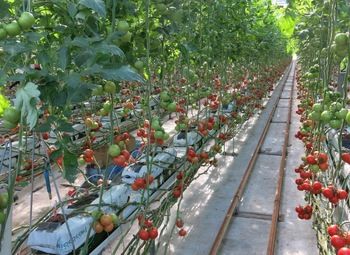 Фото Прибыльная ферма по выращиванию овощей
