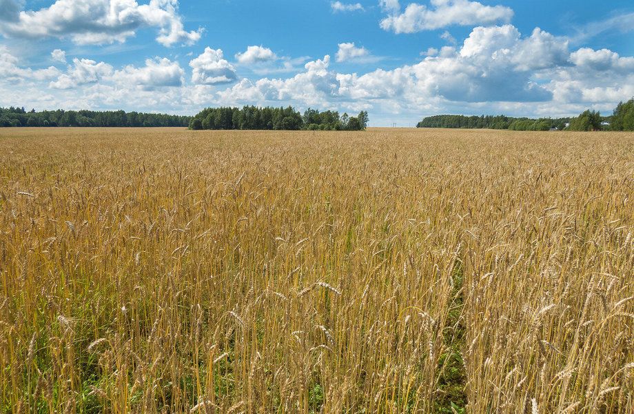 Сельскохозяйственные угодья с землей и строениями в Калужской области 