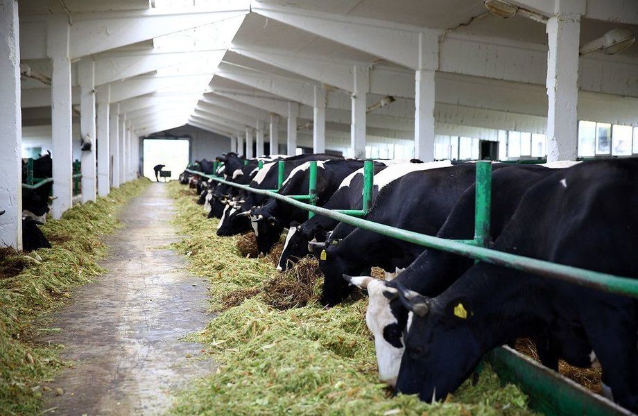 Основа молочно-животноводческого комплекса на 1200 коров с землей