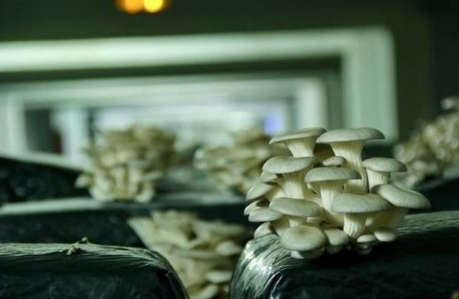 Бизнес по выращиванию грибов / Высокий доход