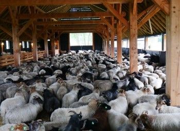 Фото Животноводческая ферма в Ленинградской области / 170 ГА земли