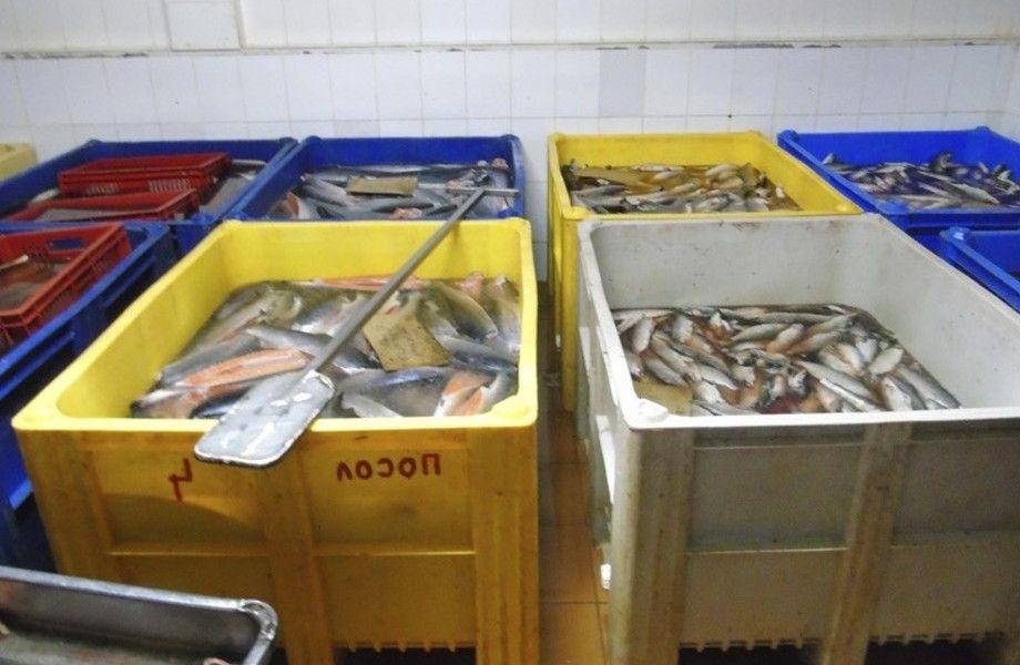 Предприятие по переработке рыбы/ Доход от 100.000