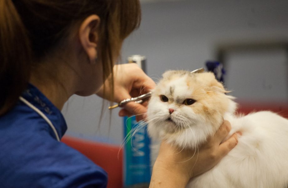 Стрижка для кошек в благовещенске