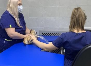 Фото 2 Клиника ветеринарной медицины без конкурентов в локации