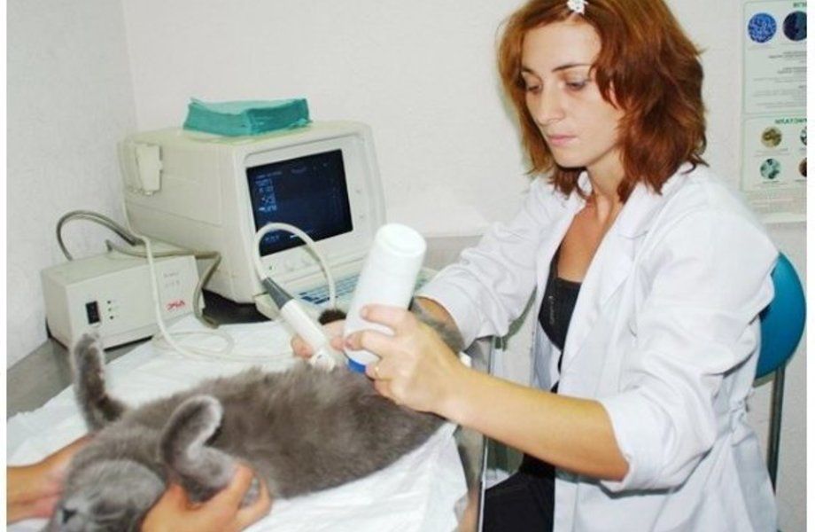 Ветеринарная клиника с рентгеном / 12 лет бизнесу