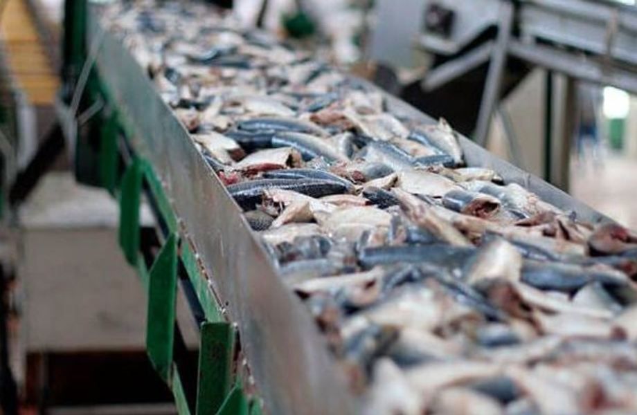 Производство/фасовка рыбы и морепродуктов