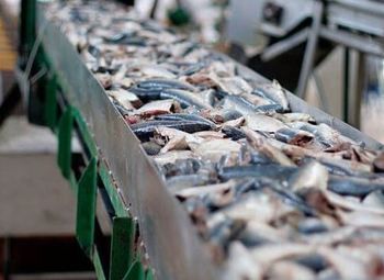 Производство/фасовка рыбы и морепродуктов
