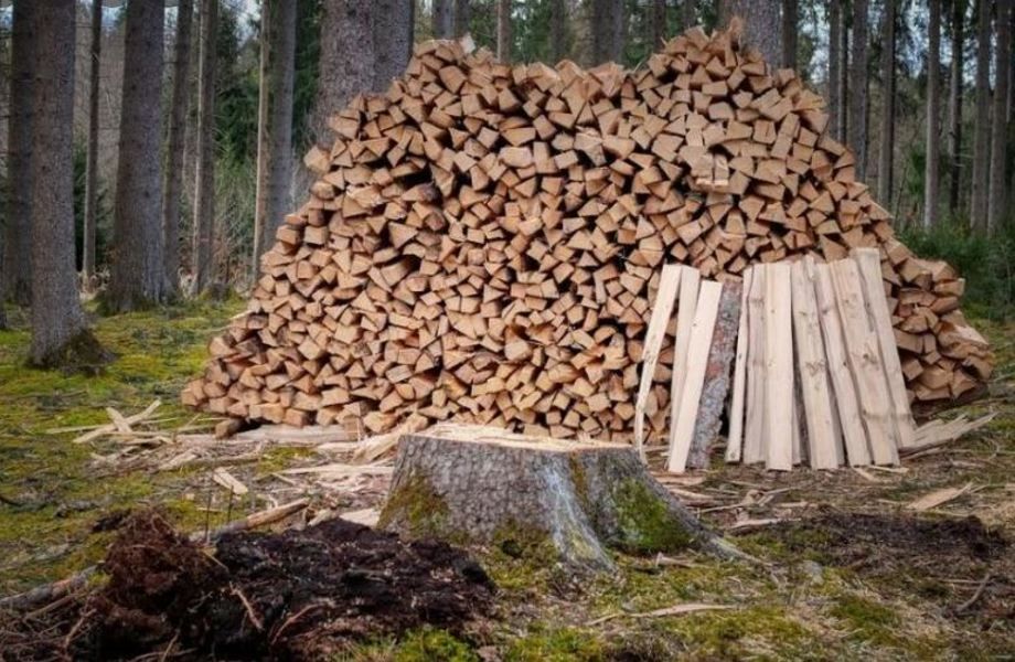 Лесное производство ценной древесины