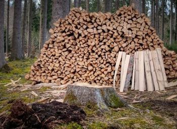 Лесное производство ценной древесины